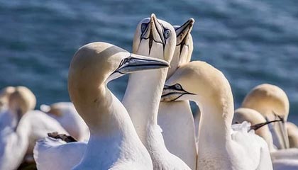 九游体育官网-国家男篮训练营加强体能和战术磨合，男篮 训练